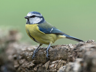 Eurasian blue tit