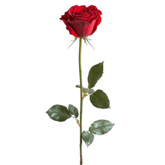 Obraz premium red rose isolated on white