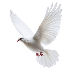 Obraz premium dove isolated on white