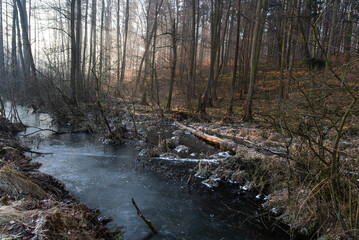 Wiosenny mglisty poranek nad stawem w  Czechowicach Dziedzicach Podraj.  © Elżbieta Kaps