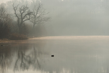 Wiosenny mglisty poranek nad stawem w  Czechowicach Dziedzicach Podraj.  © Elżbieta Kaps