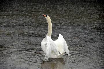schwan