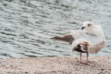 a beautiful white and brown seagull 