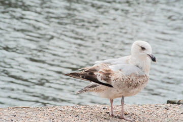 a beautiful white and brown seagull 