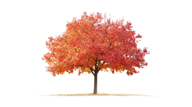 autumn tree isolated on white background