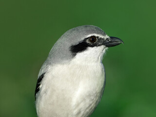 Iberian gray shrike (lanius meridionalis)