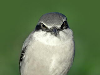 Iberian gray shrike (lanius meridionalis)
