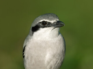 Iberian gray shrike (lanius meridionalis)