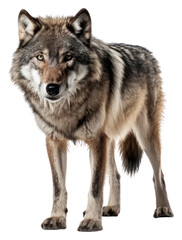 PNG Wolf animal mammal coyote.