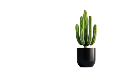 Saguaro cactus in black pot with transparent background