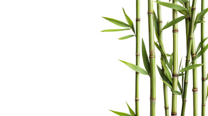 Green bamboo stalks on black background, cut out transparent