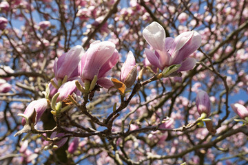 Close-up of magnolia flowers with soft, pinkish hues, capturing the elegance and timeless beauty of this iconic blossom. Ideal for projects related to nature, gardens, and seasonal changes.