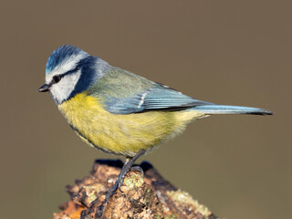Eurasian blue tit