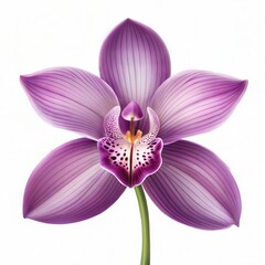 Fototapeta premium A stunning photorealistic purple orchid with intricate petal details, white background 