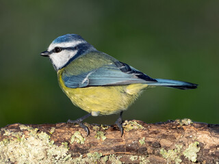 Eurasian blue tit
