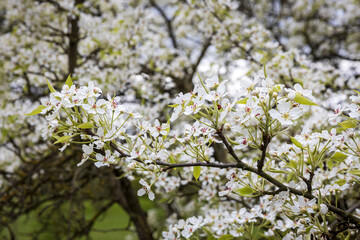 White pear blossoms blooming on branches in spring