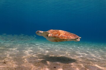 Sea turtle in the shallow water with sunlight. Swimming green turtle (chelonia mydas), shadow on the seabed. Underwater animal photography from scuba diving with marine wildlife. Reptile in the ocean.