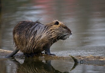river coypu