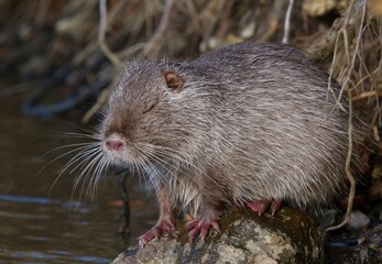 river coypu