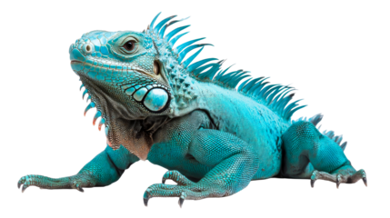 Vibrant blue iguana portrait, reptile scales and spikes, exotic pet, cut out transparent