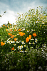 California Mohnblume