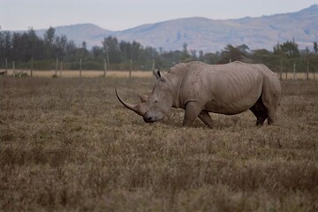 Obraz premium white rhino walking in the grass