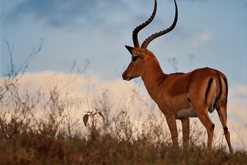 impala in the savannah