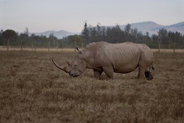 Naklejka premium white rhino walking in the grass