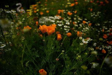 California Mohnblume