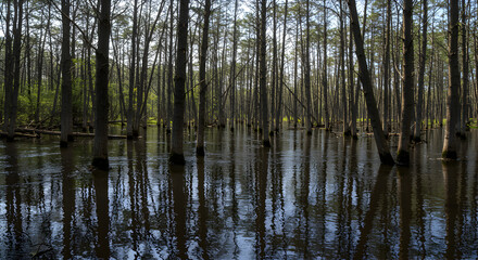 Surreal sunken forest reflecting in the murky waters creating unique scenery