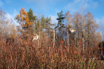 photo Sparrows gracefully perched on autumn branches in a serene natural landscape, with vibrant...