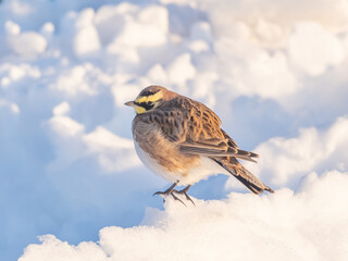 A Horned Lark perched in sunlight on a pile of snow
