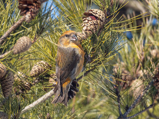 A male Red Crossbill perched in a pine and feeding on seed in the cones