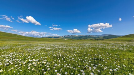 Fototapeta premium Daisy Meadow