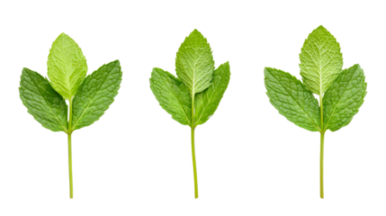 Fresh mint leaves with stem, isolated cutout transparent