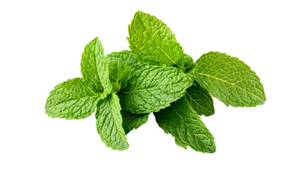 Fresh Mint Leaves Isolated, Cut Out Transparent