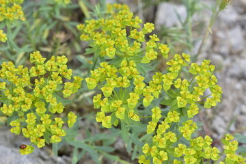 pictures of wild plants, medicinal flowers. photos of spurge flowers.