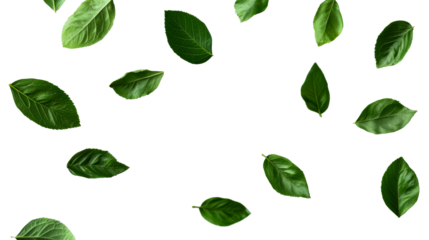 Green leaves pattern on black background, natural foliage, cut out transparent