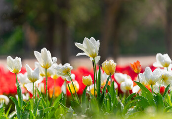tulipanes blancos en primer plano en el parque un dia de sol