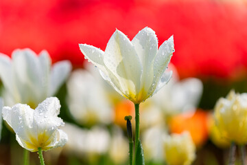 tulipanes blancos en primer plano con gotas de agua en el parque un dia de sol