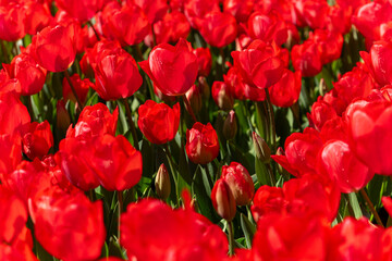 Fototapeta premium tulipanes rojos plantados vistos desde arriba en el parque un dia de sol sin gente