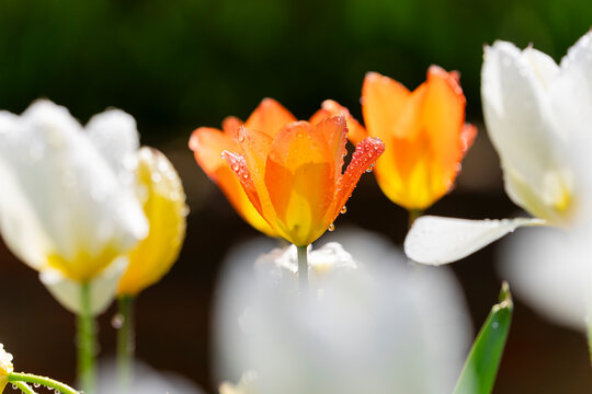 tulipanes naranjas y blancos con gotas de agua 