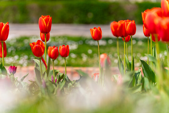 tulipanes y flores en el parque un dia de sol