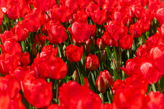 tulipanes rojos plantados en el parque un dia de sol sin gente