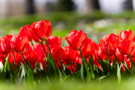 tulipanes rojos en el parque un dia de sol sin gente