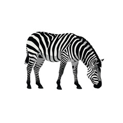 Fototapeta premium A detailed illustration of a zebra grazing peacefully in a minimalist design style showcasing its striking black and white stripes in vector art