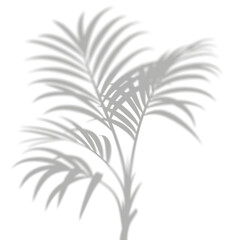 Realistic blurred leaf palm shadow effect isolated on transparent background. Plant foliage silhouette blur branch leaves shadow. mockup for product presentation design elements, PNG