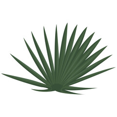 Fan Palm Leaf