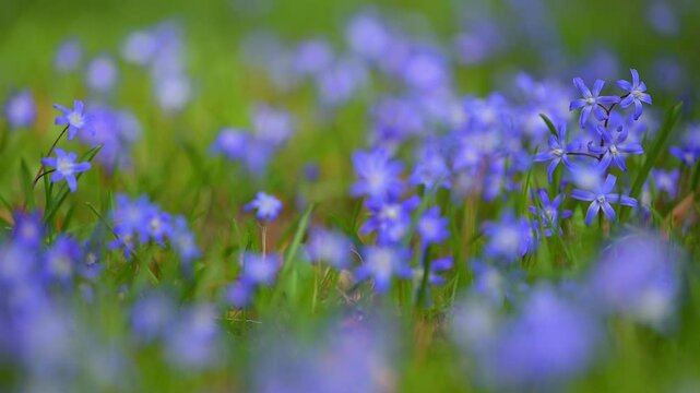 Blaustern, Scilla, Fr&uuml;hling, Wiese, Baden-W&uuml;rttemberg, Deutschland, Europa