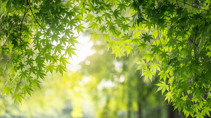 Fresh green maple leaves frame a soft, sunlit background, conveying serenity and springtime freshness, ideal for nature or wellness themes